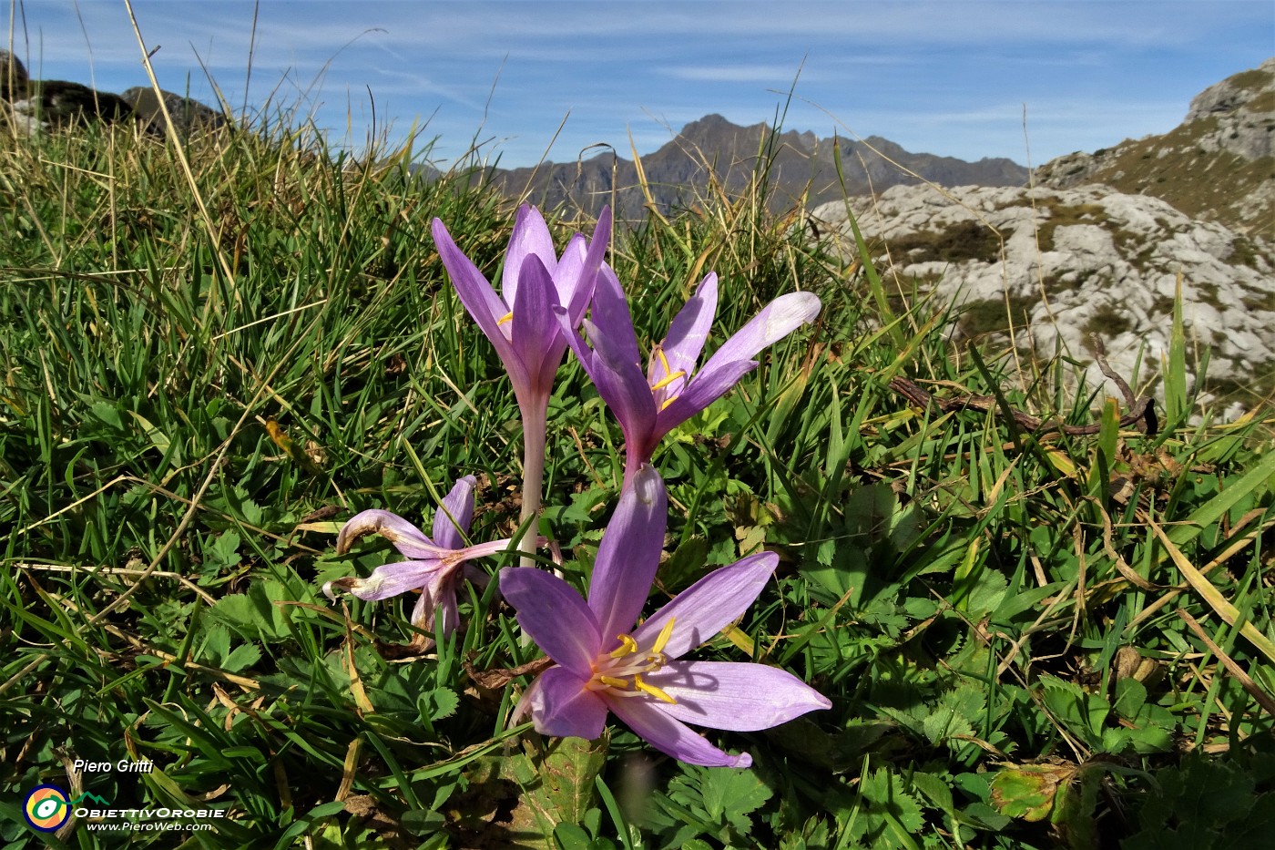 80 Colchico d'autunno (Colchicum autumnale) con vista in Tre Signori.JPG